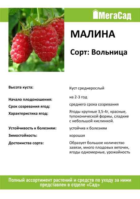 Малина Вольница: хаpaктеристика, особенности выращивания