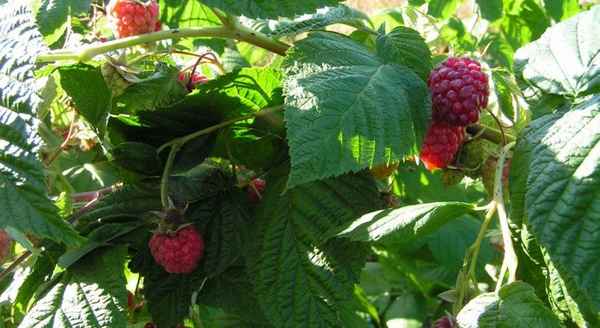 Ремонтантная поздняя малина Дочь Геpaкла: уход и обрезка, урожайность