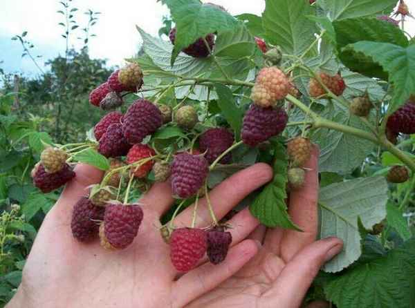 Пересвет — сорт традиционной крупной малины