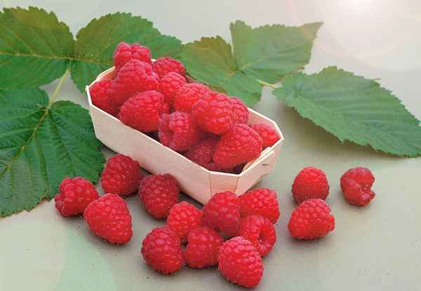 Особенности малины сорта Награда