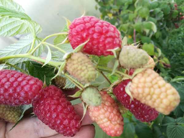 Малиновая гряда — новый ремонтантный сорт малины: сроки созревания, урожайность