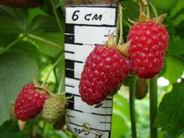 Среднезрелая малина сорта Генералиссимус: посадка, уход, урожайность