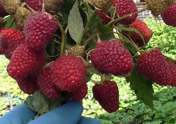 Особенности ремонтантной малины сорта Самохвал