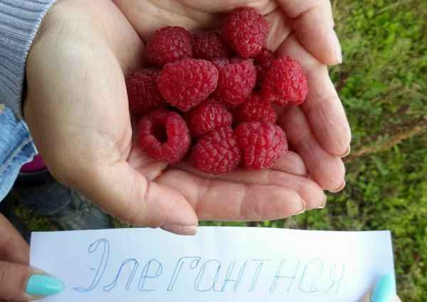 Особенности ремонтантной малины сорта Элегантная