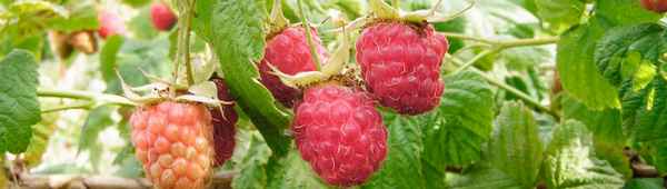 Полесье — ранний, высокоурожайный сорт ремонтантной малины