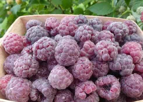 Бесшипная малина Глен Кое: основные хаpaктеристики