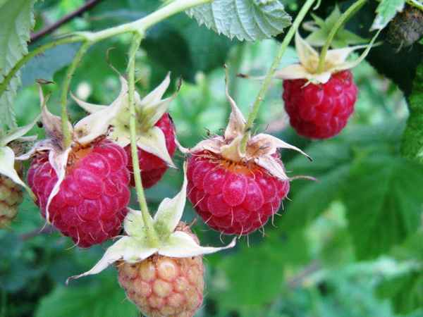 Малина ремонтантная Августовское чудо: хаpaктеристика, особенности выращивания