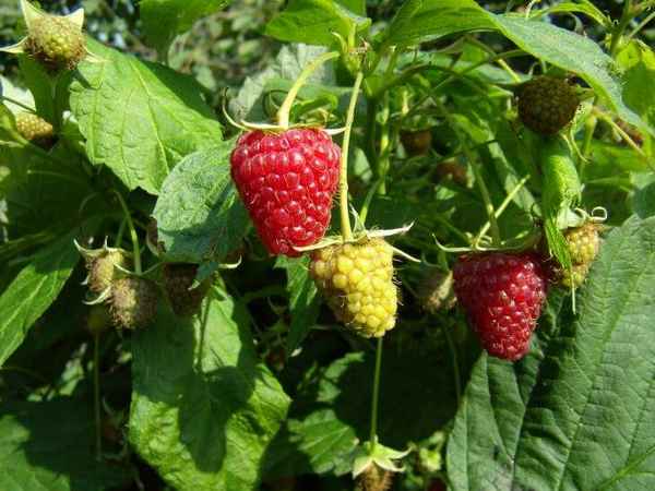 Малина сорта Бабье лето: хаpaктеристика, особенности выращивания