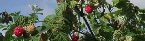 Зоренька Алтая — традиционная малина, пригодная для суровых условий