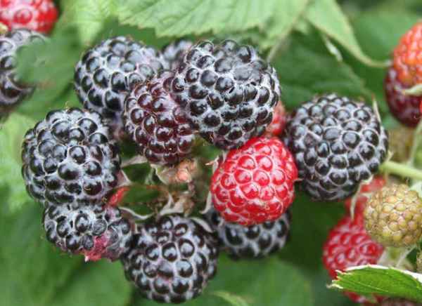 Малина Кумберленд: чёрная и жёлтая, её полезные свойства