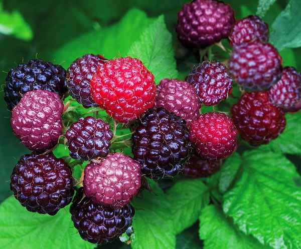 Сорт чёрной малины Бристоль: основные хаpaктеристики