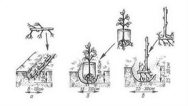 Как правильно посадить малину летом: условия, способы и схемы