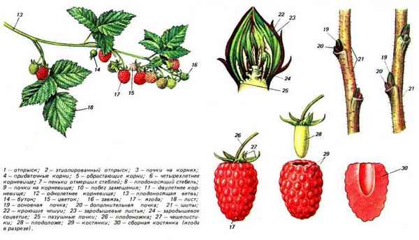 Как выглядит малина: внешний вид, цветы, плоды, жизненный цикл, описание