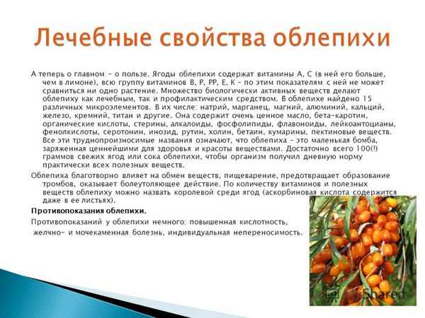Лечебные свойства листьев облепихи, польза и противопоказания