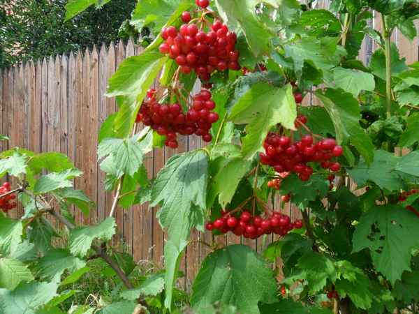 «Калиновая норма»: как усмирить кровяное давление при помощи ягод