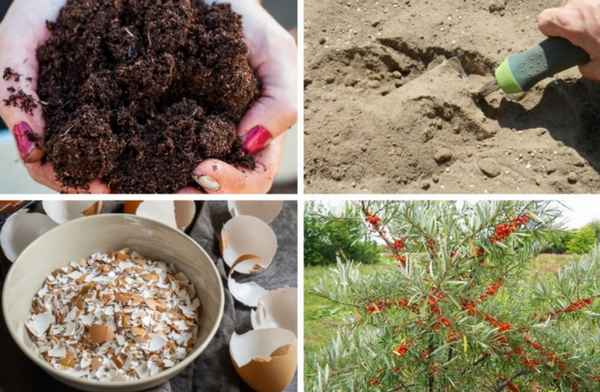 Весенняя подкормка облепихи