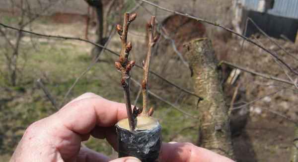 Правильная прививка облепихи