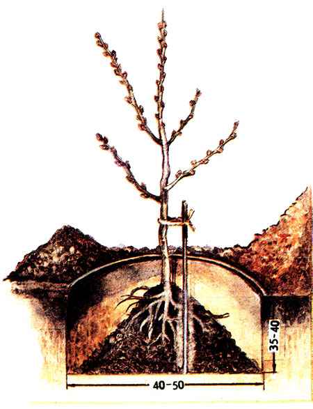 Почва для выращивания облепихи