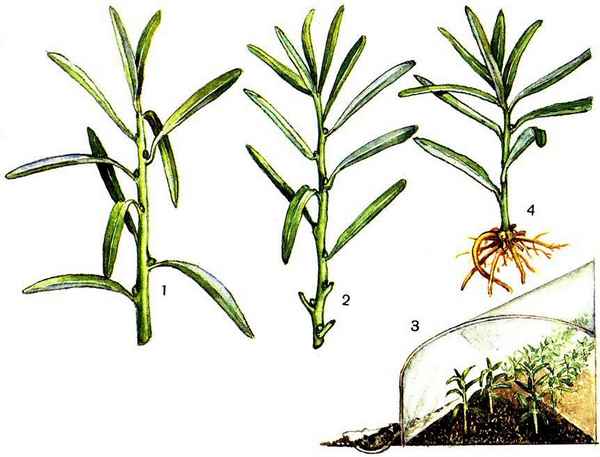 Как правильно размножить облепиху