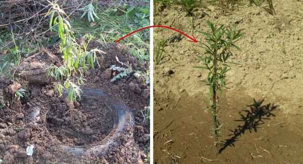 Как пересадить облепиху на другое место весной