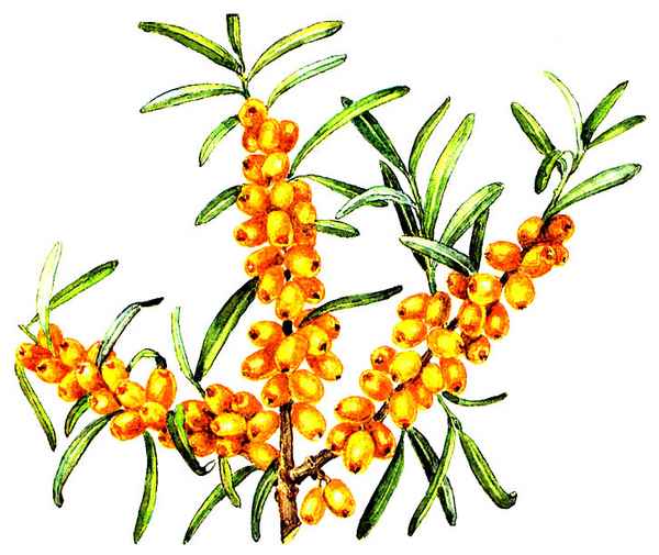 Особенности плодоношения облепихи