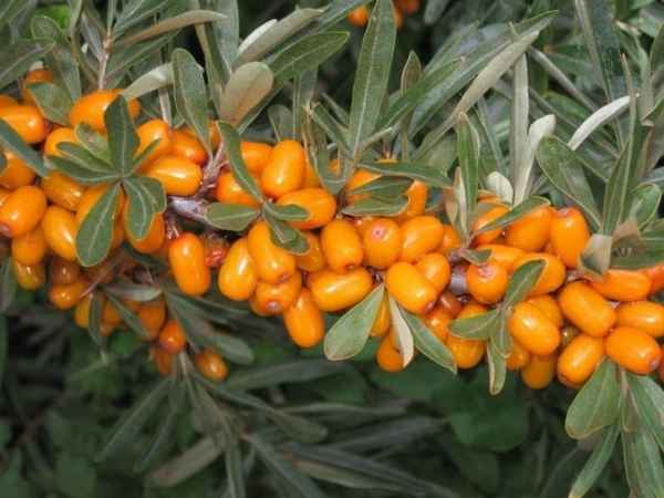 Описание и хаpaктеристика облепихи Перчик