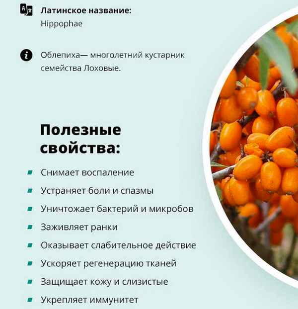 Польза и вред облепихи для женщин и мужчин