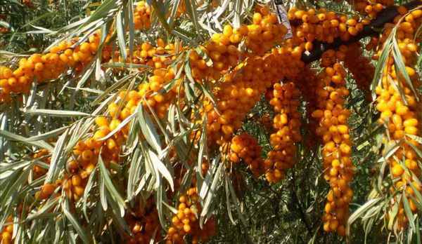 Описание облепихи сорта Елизавета, её посадка и уход