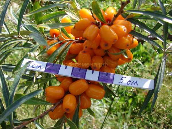 Облепиха Эссель