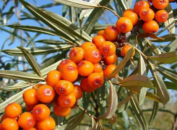 Сорт облепихи Любимая