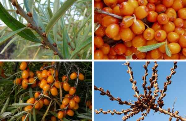 Описание облепихи сорта Алей