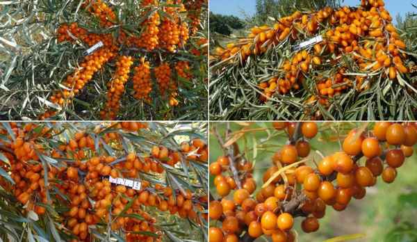 Описание облепихи Августина, её посадка и уход