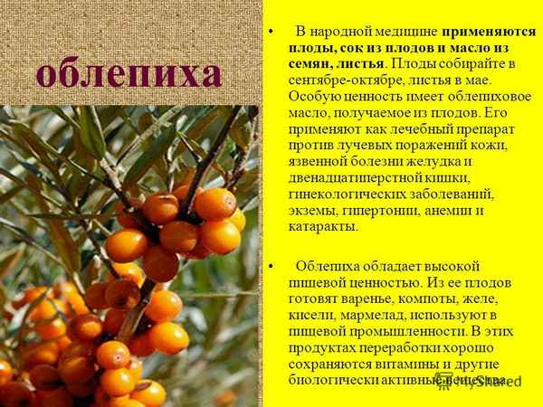 Описание, хаpaктеристики и применение облепихи