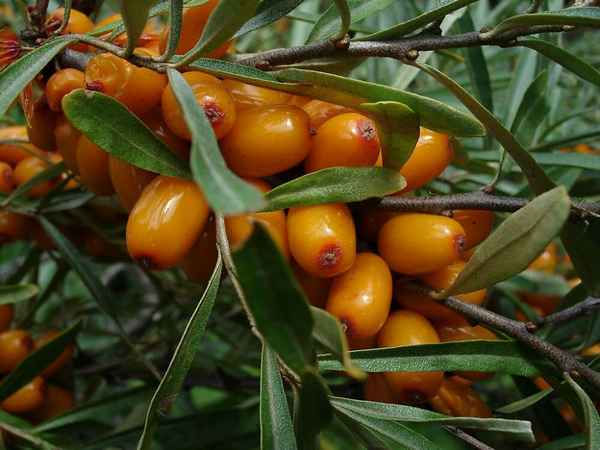 Описание облепихи Чечек, посадка и уход за ней