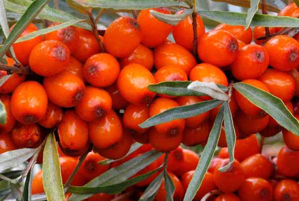 Описание облепихи Теньга, её посадка и уход