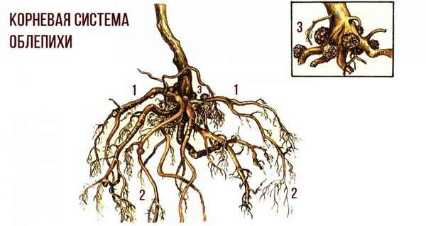 Как избавиться от корней облепихи