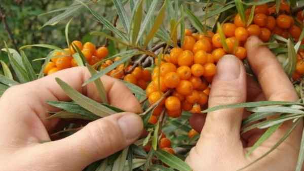 Когда нужно собирать урожай с облепихи