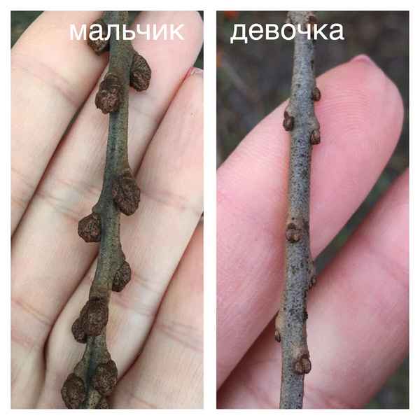 Как определить пол облепихи
