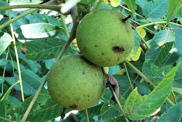 Описание чёрного ореха и особенности выращивания