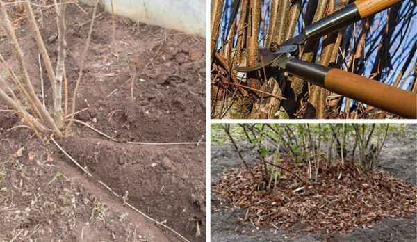 Что делать, если не плодоносит фундук?