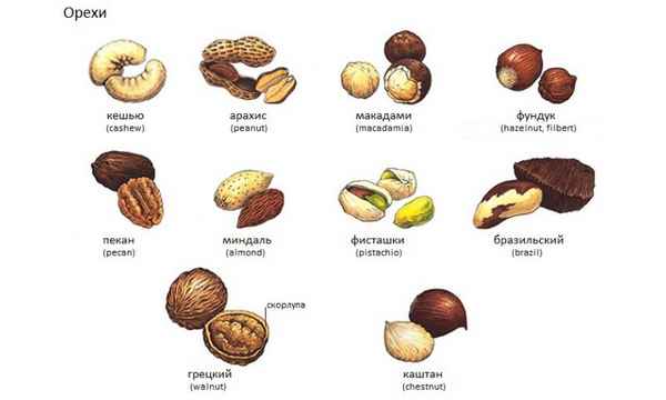 Какие бывают сорта фундука