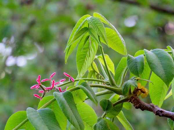 Цветение маньчжурского ореха