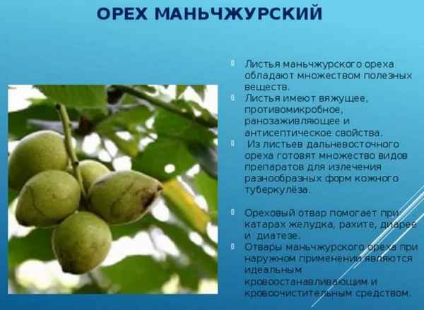 Полезные свойства и противопоказания маньчжурского ореха и как его применять