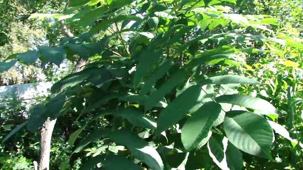 Особенности выращивания маньчжурского ореха на Урале