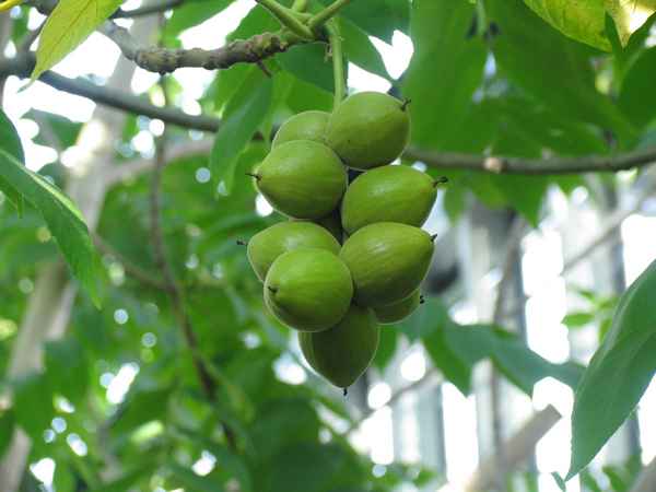 Плодоносность маньчжурского ореха