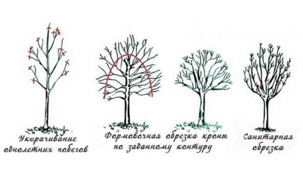 Миндаль штамбовый декоративный, правила посадки, ухода и обрезки растения