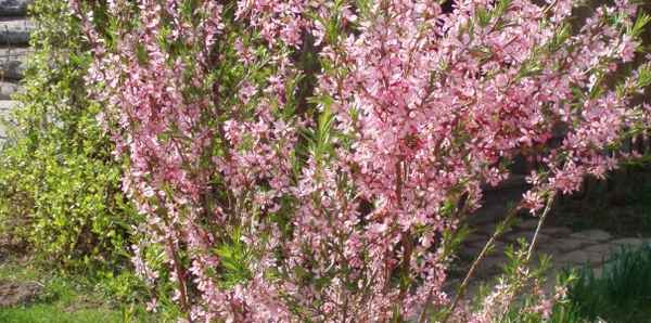 Особенности миндаля Розовая пена