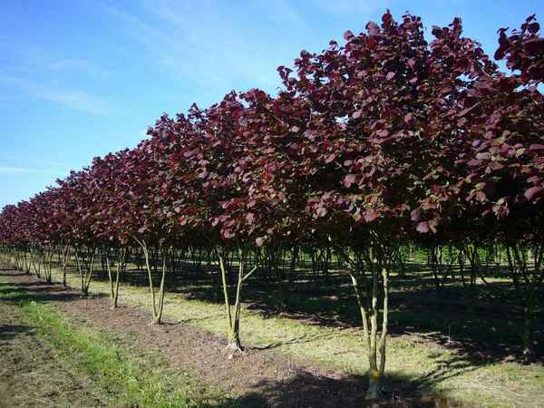 Особенности выращивания Краснолистной лещины (фундука)