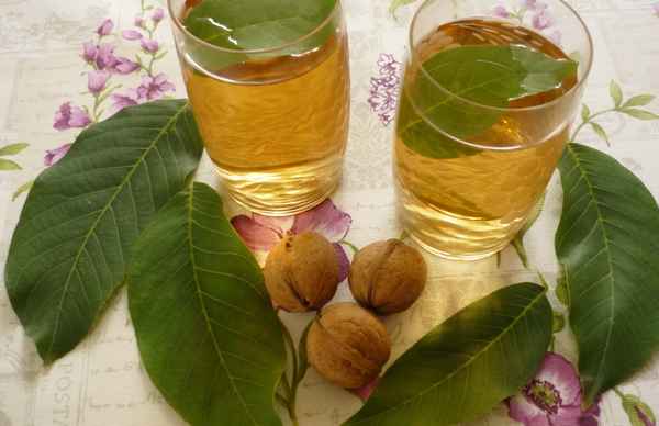 Польза и вред чая из листьев грецкого ореха