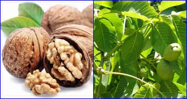 Польза листьев грецкого ореха при диабете